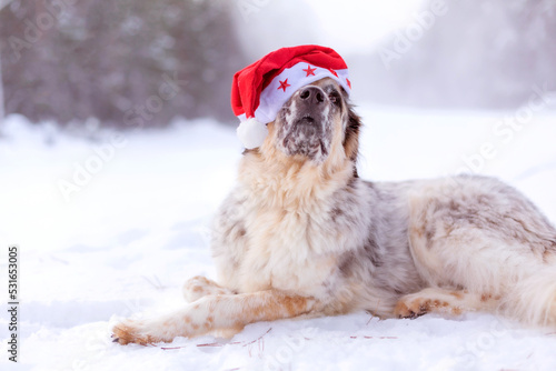 Big cute funny dog in red santa hat lying down on snow forest road in winter © Nataliya