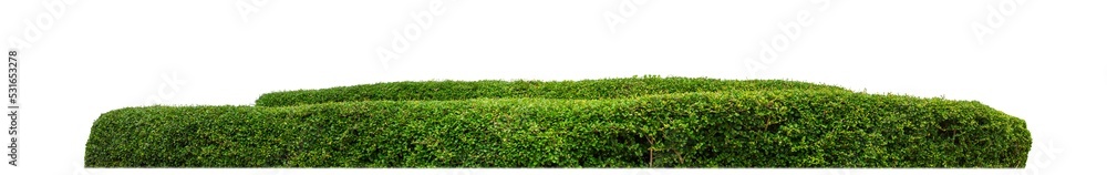Shrubs isolated on transparent background with clipping path and alpha channel Shrubs isolated on transparent background with clipping path and alpha channel