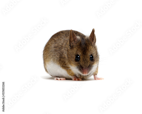  mouse isolated on white