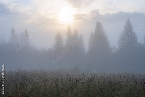 Morning fog over the clearing and forest. Beautiful summer foggy landscape. Trees in the fog at sunrise. Summer nature in the countryside. Scenic misty rural scape. Natural background. Soft focus.