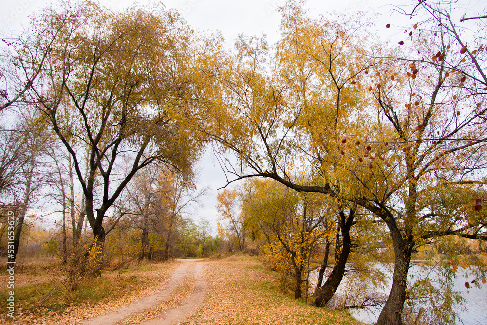 Autumn leaves on the tree. Season of colorful foliage. Autumn leaves on the tree. Season of colorful foliage.