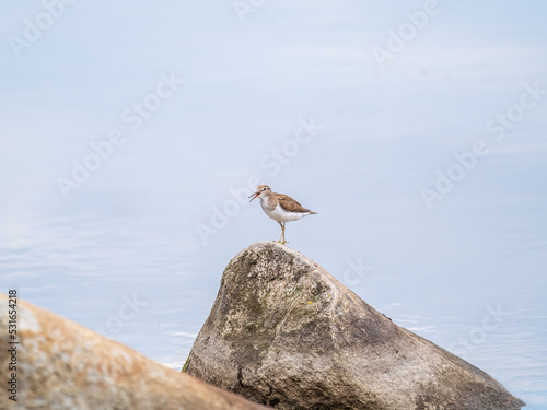 Common sandpiper, Actitis hypoleucos, resting lake shore under raindrops.