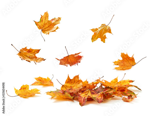 Autumn leaves pile