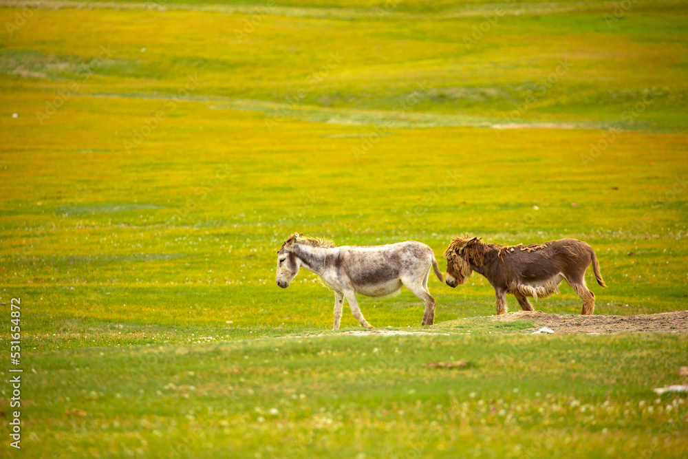 Obraz premium Donkey grazing on a green meadow. Herd of donkeys in the pasture, hardy animals in agriculture. Livestock in the mountains.