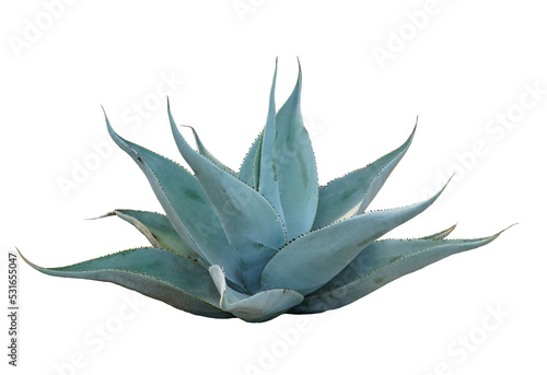 Canvas Print Dolphin Agave or Agave Guiengola Gentry isolated on white background