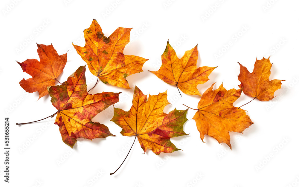 Colorful maple leaves Colorful maple leaves