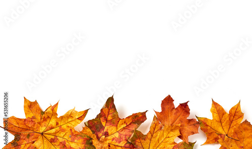 Colorful maple leaves on white background