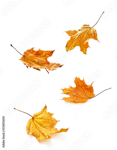 Four yellow autumn leaves falling