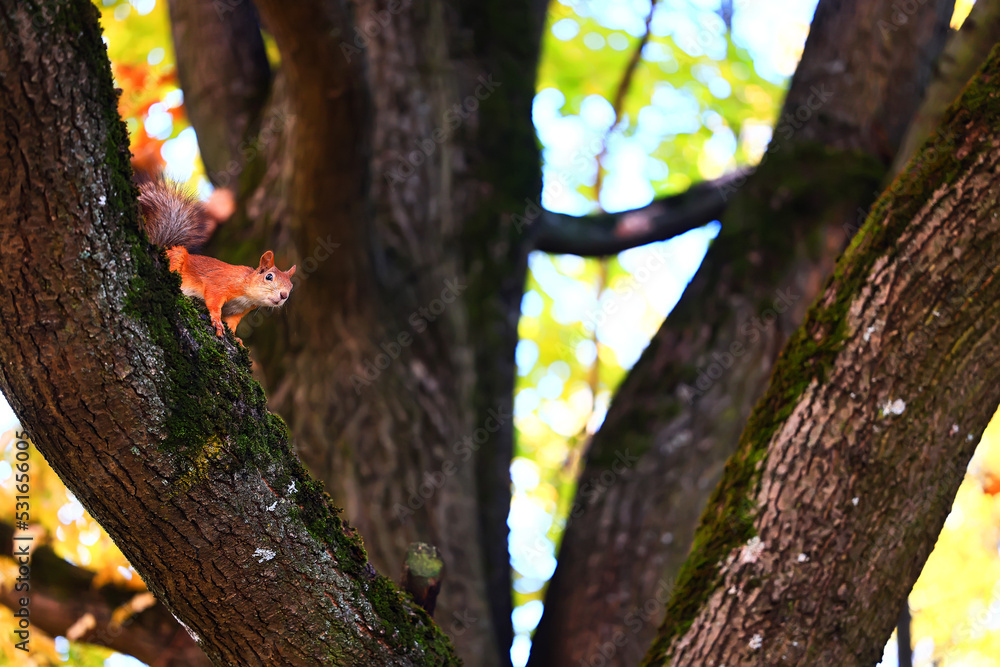Obraz premium squirrel in the wildlife park rodent autumn