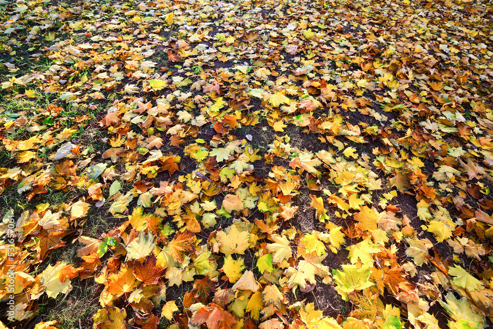 yellow fallen leaves abstract background, calendar golden fall yellow fallen leaves abstract background, calendar golden fall
