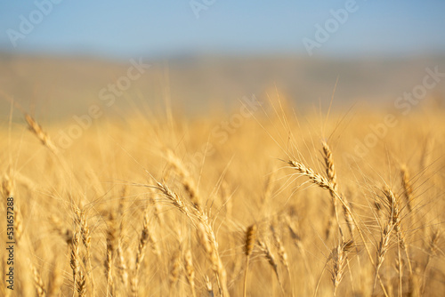 Wheat field against the blue sky. Grain farming  ears of wheat close-up. Agriculture  growing food products.