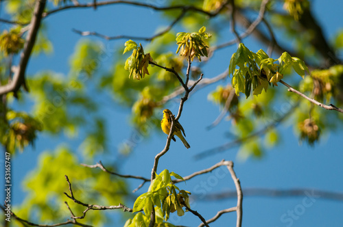 Prairie Warbler high up in a tree with blue sky and leaves photo