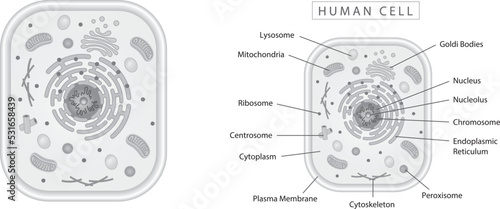 Human cell simple diagram best for educational materials, marketing materials. Grey narrow version, monotone, monochrome photo