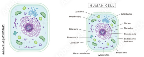 Human cell simple diagram best for educational materials, marketing materials. Green narrow version photo