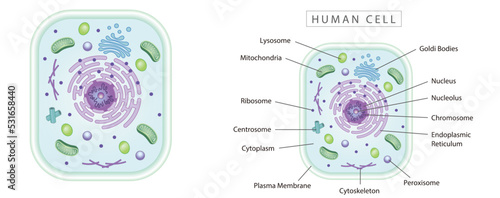 Human cell simple diagram best for educational materials, marketing materials. Green narrow version