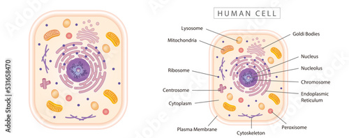 Human cell simple diagram best for educational materials, marketing materials. Orange narrow version photo