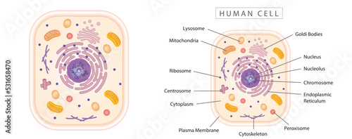 Human cell simple diagram best for educational materials, marketing materials. Orange narrow version