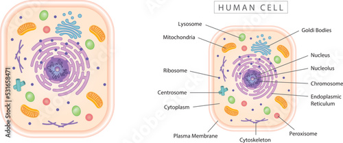 Human cell simple diagram best for educational materials, marketing materials. Colorful narrow version