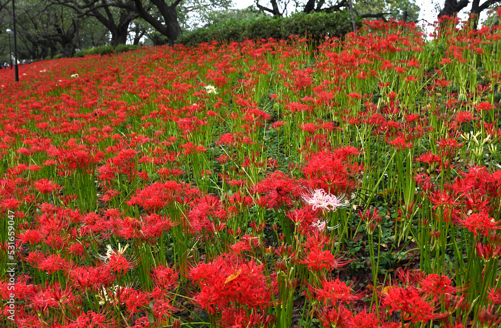 埼玉　権現堂公園　曼珠沙華祭り