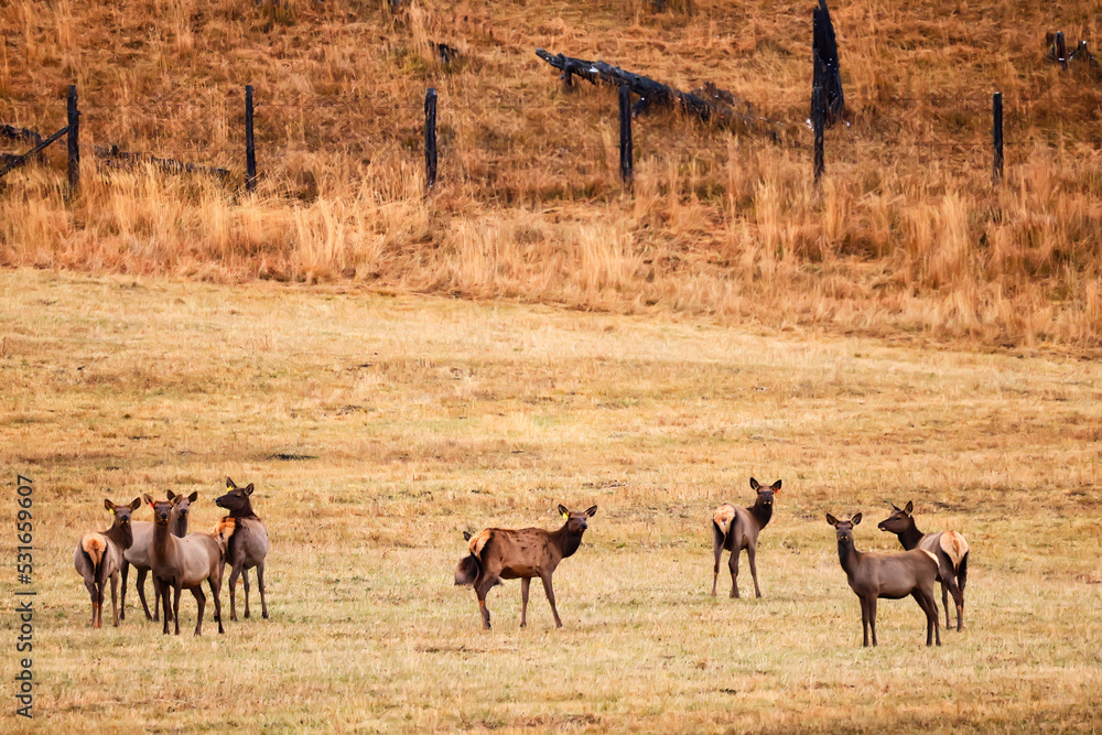 Obraz premium deer in the pasture animals wildlife no people