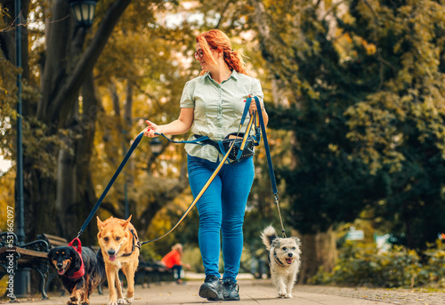 Female dog walker with dogs enjoying in city park.
