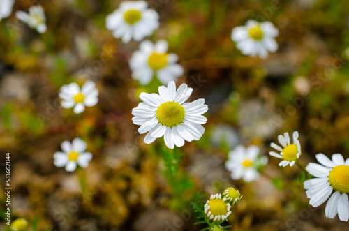 daisies in a meadow