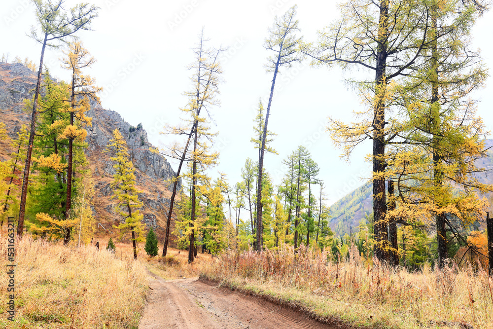 autumn forest background, tree in nature landscape autumn forest background, tree in nature landscape