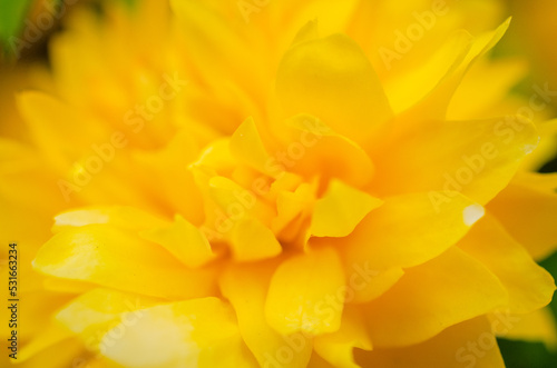 yellow flower macro © Анастасия Кашенко