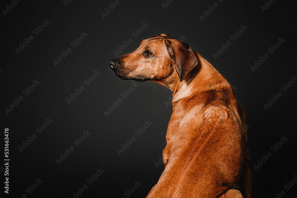 Beautiful Rhodesian Ridgeback dog portrait on a black background