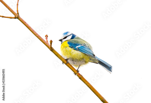 Blue tit bird sitting on the twig of a tree © manfredxy