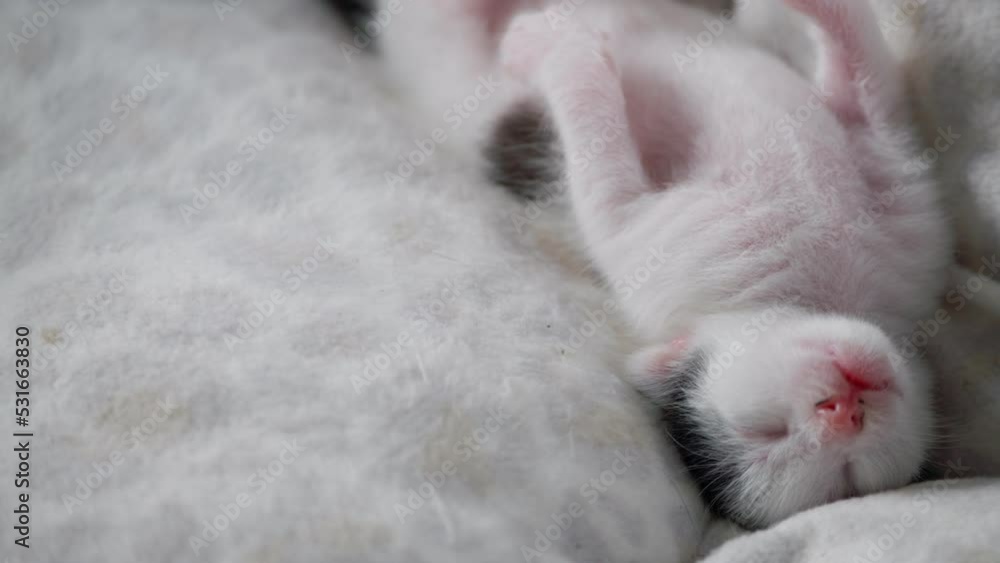 Newborn kitten sleeping on a white cushion. Newborn kitten sleeping on a white cushion.