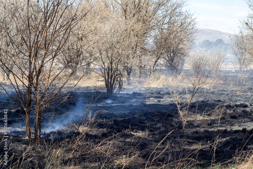 Burnt smoking field and trees in rural landscape - smoking forest Burnt smoking field and trees in rural landscape - smoking forest