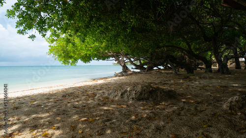 Fototapeta Naklejka Na Ścianę i Meble -  Widi trees on the beach of Aruba Island
