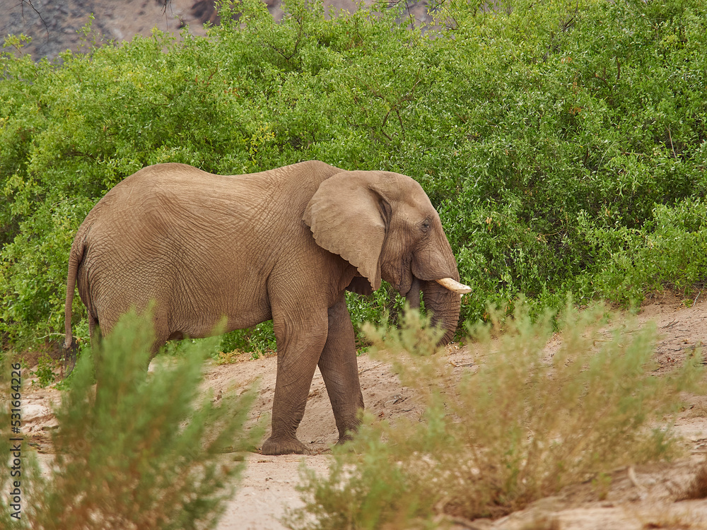 Desert Elephant feeding in an ephemeral river bed Namibia