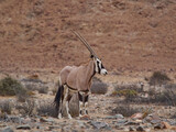 Oryx antelope Gemsbok grazing in Hoanib ephemeral river bed