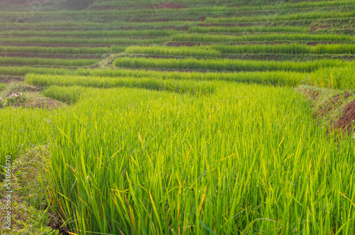 Green rice terrace field at Pa Pong Piang village in Chiang Mai  Thailand
