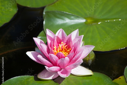 Pink Waterlily in a pond