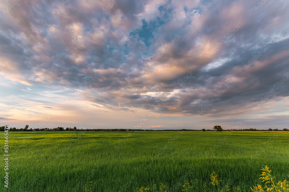 Beautiful sunset, clouds over the green field sunset over the field