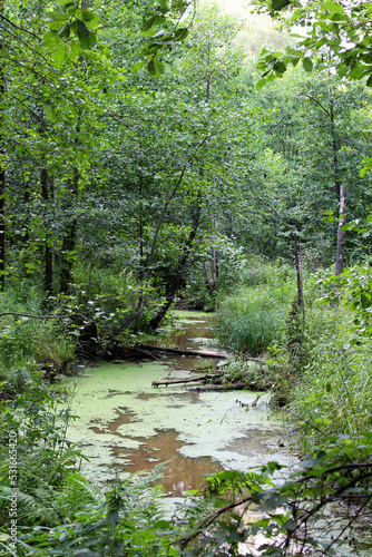 wild overgrown with algae forest river deep in the thicket of the forest