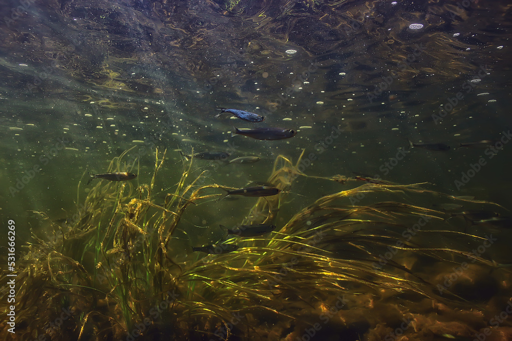 flock of small fish underwater, freshwater bleak fish anchovy seascape flock of small fish underwater, freshwater bleak fish anchovy seascape