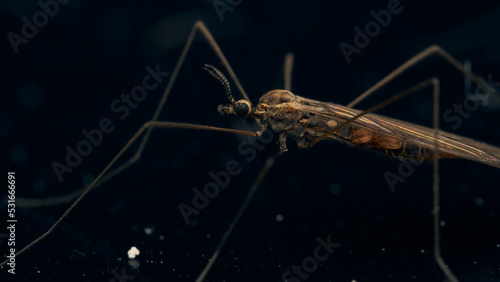 Wallpaper Mural Details of a Giant Stilt or Tipulidae feeding on a black background. Torontodigital.ca