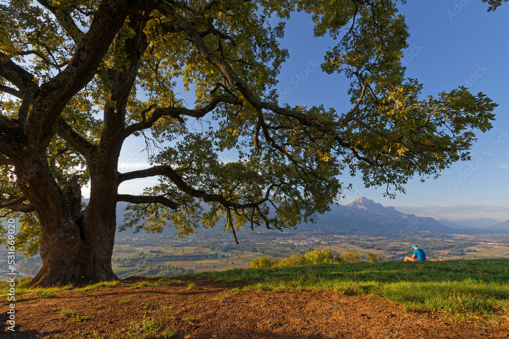 VENON, FRANCE, September 1, 2022 : A runner rest at sunset under an old oak, with beautiful view on Chartreuse mountain range and Gresivaudan valley. VENON, FRANCE, September 1, 2022 : A runner rest at sunset under an old oak, with beautiful view on Chartreuse mountain range and Gresivaudan valley.