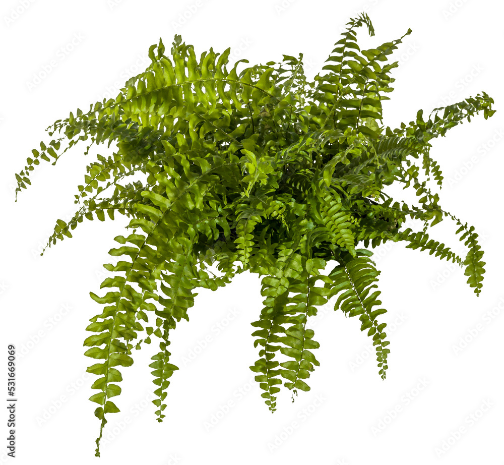 green leaves of fern plant isolated on a transparent background - png ...