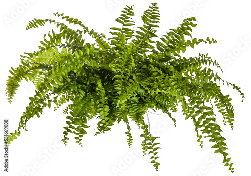 green leaves of fern plant isolated on a transparent background - png - image compositing footage - alpha channel 