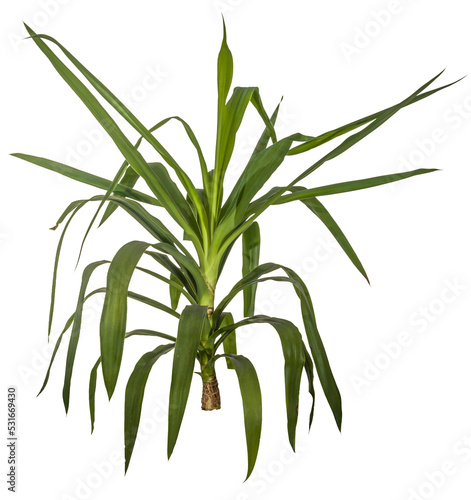 green leaves of yucca palm / yuca isolated on transparent background - png - image compositing footage - alpha channel 
