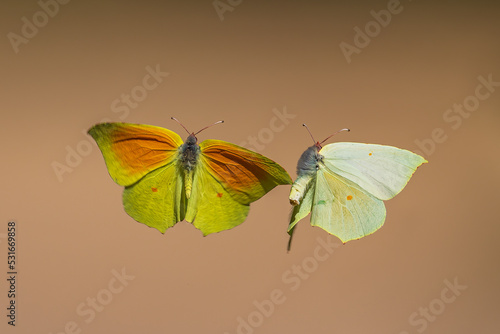 Cleopatra butterfly on a yellow background