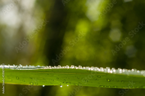 Water drops on green reed leaves in the sun near the river