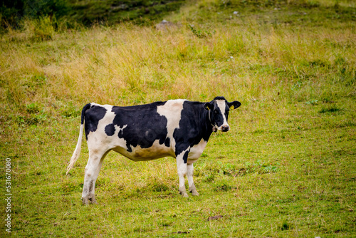 Vache dans la alpages Suisse © Gerald Villena