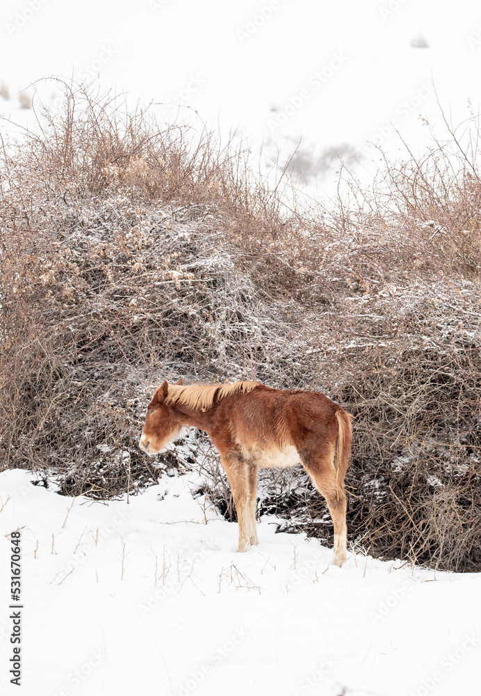 Horses stand by a haystack under falling snow in winter. Animal husbandry in the countryside. Horses stand by a haystack under falling snow in winter. Animal husbandry in the countryside.