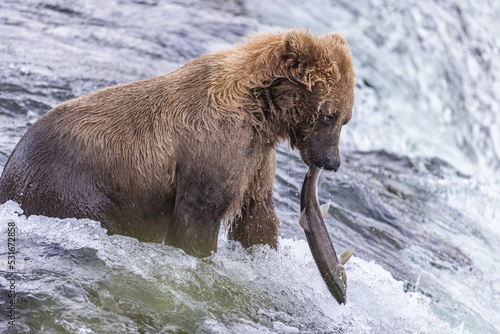 Bären beim Lachsfischen in Alaska